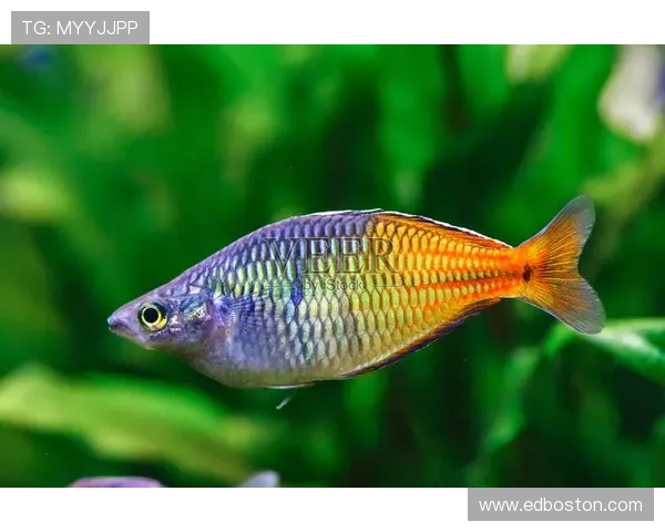 博鱼官网下载链接快速通道，方便用户第一时间下载安装最新游戏版本